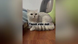 Cháu Bun con mẹ  to như con trâu 😂😂😂 mèo cute cat