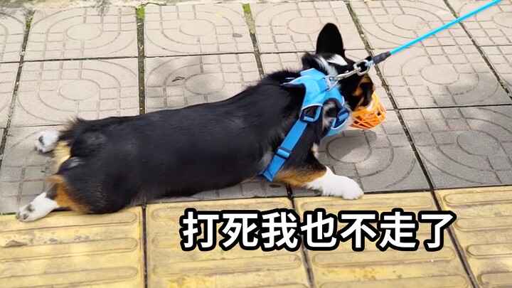 Taking My Corgi to Qionghai Lake: Midway Through, the Dog Refuses to Move—He Just Wants a Hug! [Trav