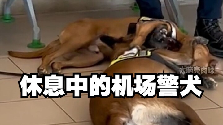 POV: Saat kamu menginap semalam di bandara, kamu akan melihat anjing polisi sedang beristirahat