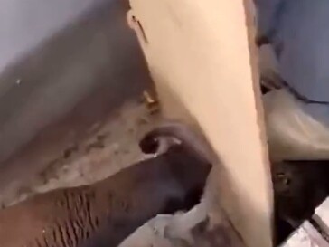 عندما يجنّ الخروف، يشعر المالك في قلبه...