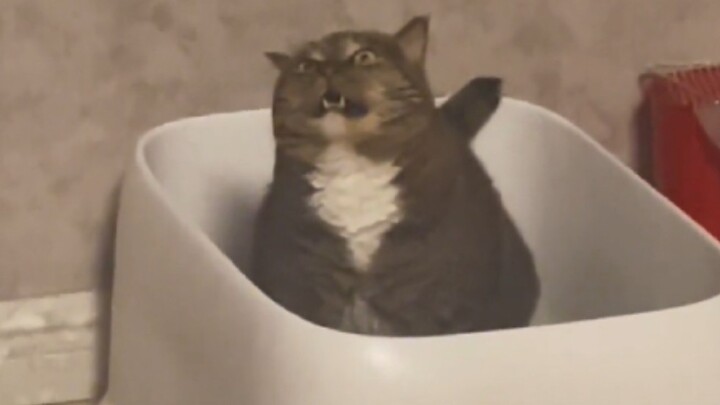 “This cat made me laugh for two minutes and seventeen seconds”