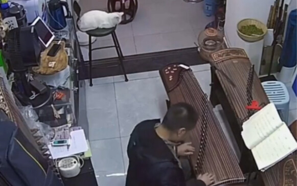 The guitar string snapped, and Master Cat is freaking out!