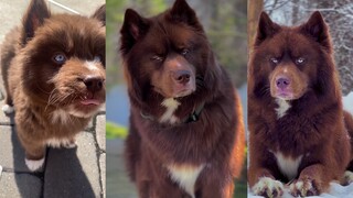 أنا دبٌّ بلا مشاعر... هاسكي 🐻