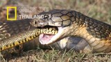King cobra  งูจงอางสุดยอดนักล่างู และเป็นพิษของป่า!|สารคดี WILDLIFE