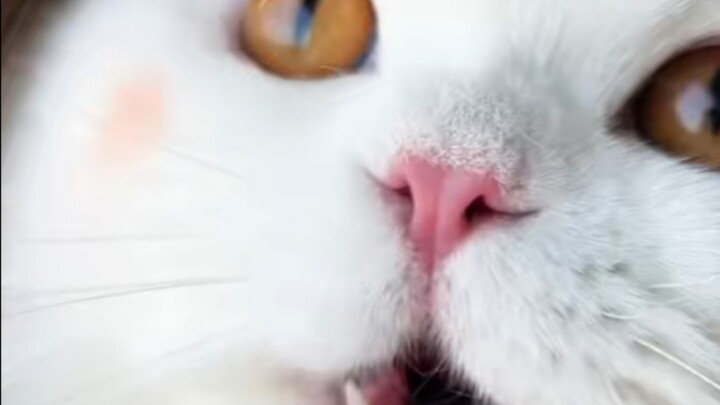 Ketika masih kecil, kucing calico betapa menggemaskannya, setelah dewasa justru semakin bandel. #Sia