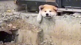 ฉัน! ทำไม! หน้าตาเหมือนหมาเลย!    ข้อมูลอ้างอิงมาจากอินเทอร์เน็ตนะ～