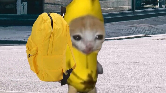 Banana cat needs air conditioning and watermelon in summer!