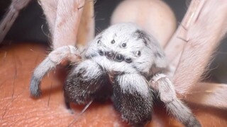 Desert Hunter x Hunter Spider: Chew Your