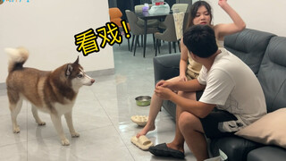 男女主人突然打架，看看狗子们是啥反应？