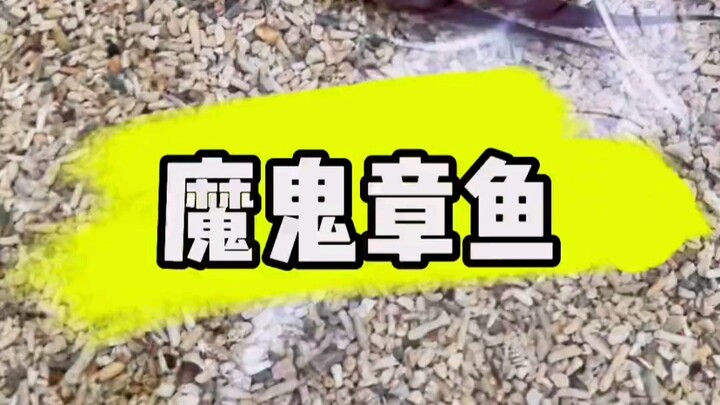 The Devil Octopus is Here!