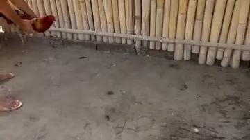 melsim grey and elgama raptor