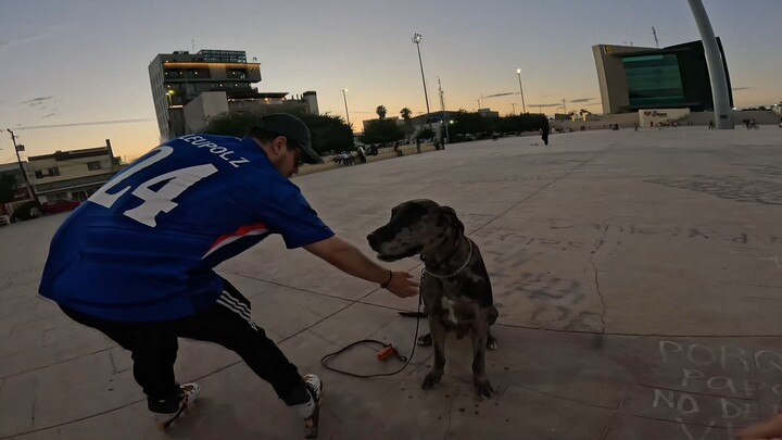 Encontré al perro más grande de Torreón y le hice unas fotografías epicas!