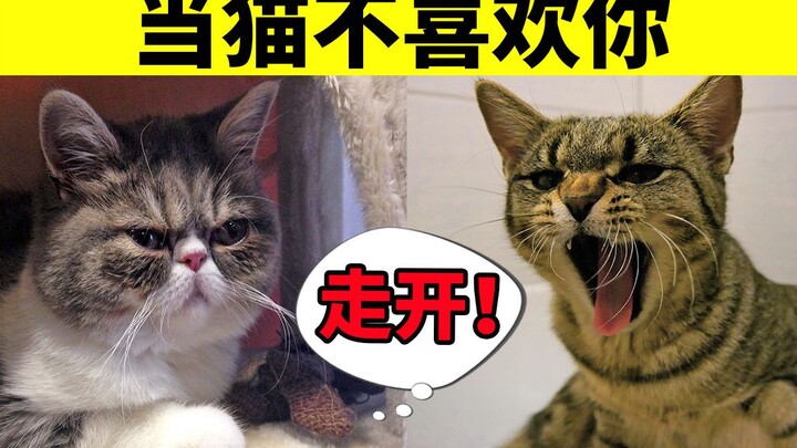 6 Behaviors Cats Only Show When They Don’t Like You—Does Your Cat Like You?