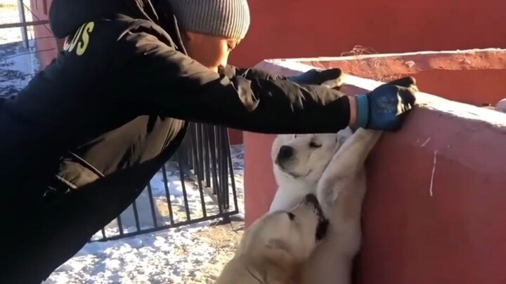 Dog: There are two dogs!!!