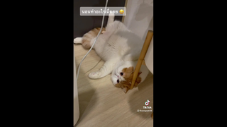 วันๆไม่ทำอะไร เอาแต่นอนอืดฮับ 😆