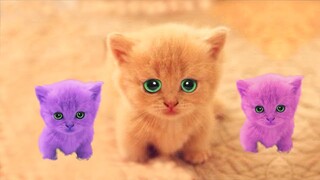Funny Cat Videos for When You are Stressed #12 - Best Funny Animal Videos 2022