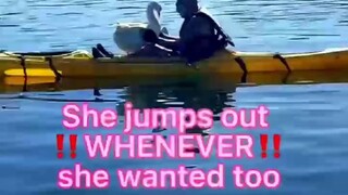 Một người chèo thuyền kayak kéo một con ngỗng lên thuyền của mình... Hóa ra đây là một tình bạn hai 