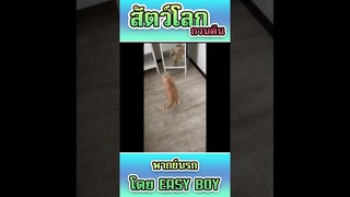 รวมคลิปฮา พากย์นรก #short #easyboy #คลิปฮา #เบสไวน์