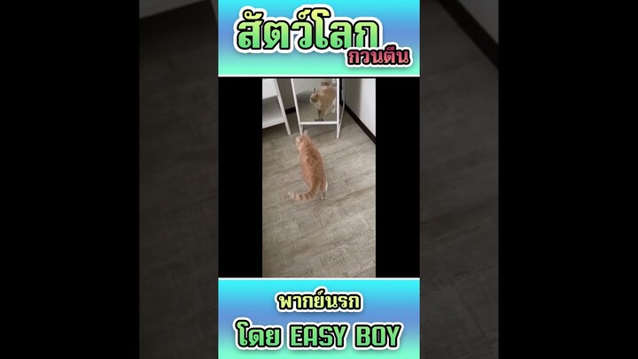 รวมคลิปฮา พากย์นรก #short #easyboy #คลิปฮา #เบสไวน์