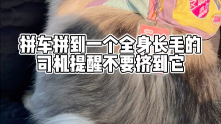 Ride-sharing ended up with a “Alaska pig” as a passenger. The driver warned us not to crowd it—appar