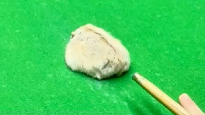 When you shoot your hamster like a billiard ball, it’ll obediently tumble right into the pocket.