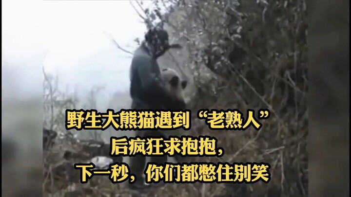 A wild giant panda goes wild for a cuddle after running into an “old friend”—and in the next second,