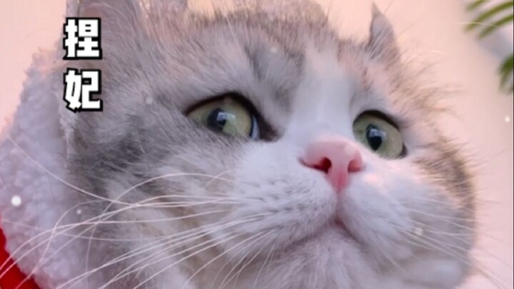 Don’t blame the emperor for being fickle—this purr-fectly fresh cat’s got me flipping the fan too!