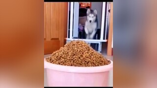 Mầy chơi z ai chơi lại mầy hả ngáo😑dog pet animals thucung yeudongvat foryou fyp