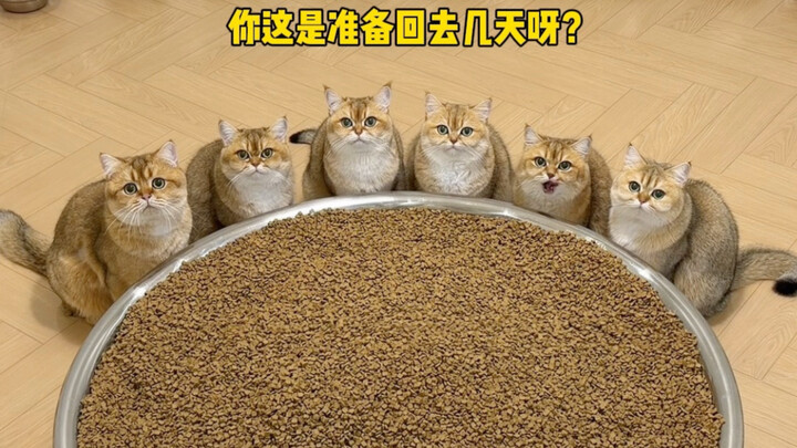 Cat: Not coming back?