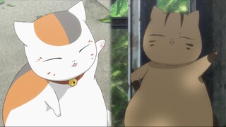 There are different forms of cat teachers, which one do you like best?