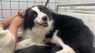 边牧去宠物店是治愈人的，二哈去宠物店是祸害人的！