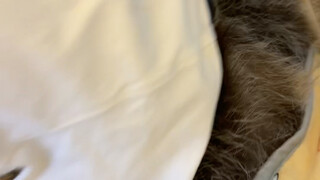 Raccoon: ? ? !