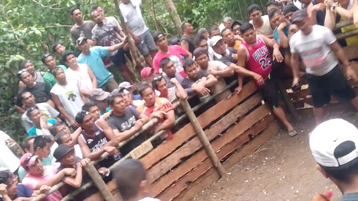 nanalo nanaman tayo talisayin lakas mo nokis nanalo kayo lahat nang manga Kapatid mo