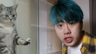 Crying! The male cat actually did this when he saw the female cat!