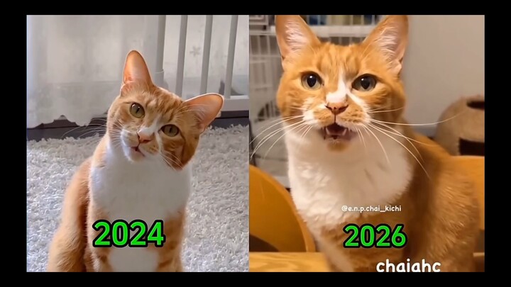All of my experiences. #catmeme