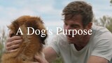 A.Dog's.Purpose.2017.1080p.BluRay.x264-[YTS.AG]