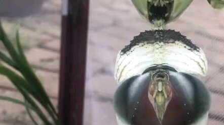 你肯定没见过这是什么