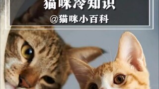 第27集丨你还知道哪些猫咪冷知识