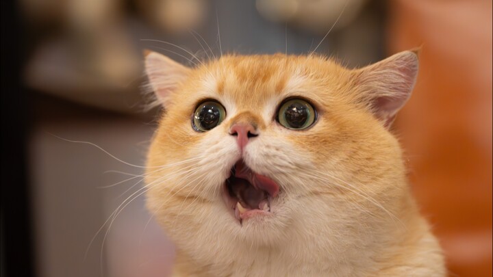 Bé yêu, bạn thật sự siêu đáng yêu!!!