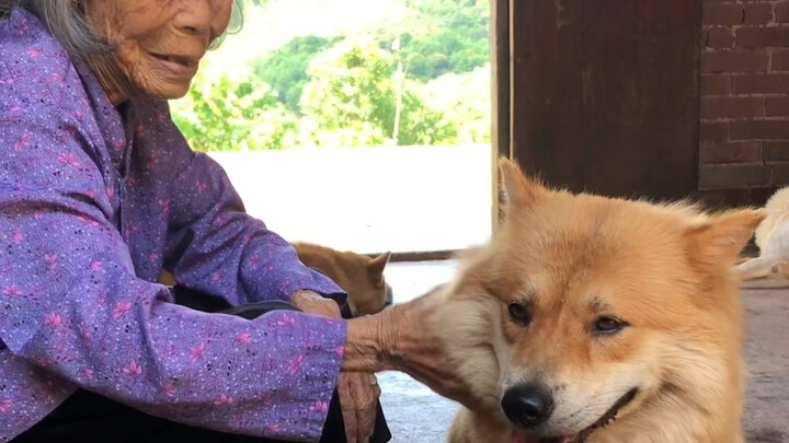 Big Fox Wangwang woke up and immediately came looking for Grandma. She really loves Grandma, and Gra