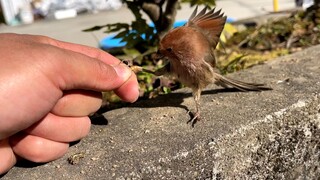 曾经养大的小鸟，放生后总喜欢回来看我