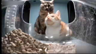 街猫app之新英雄——恐怖哥