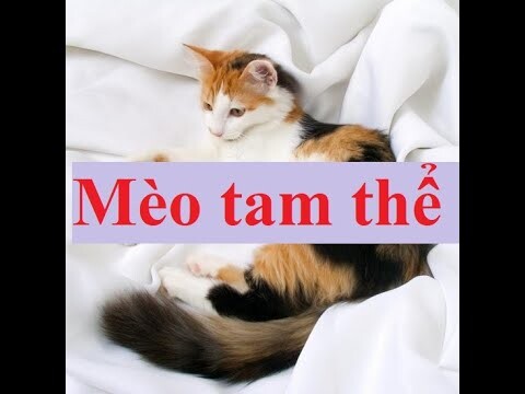 Mèo Tam thể, Tiếng mèo kêu. Three-body cat, Cat meowing.