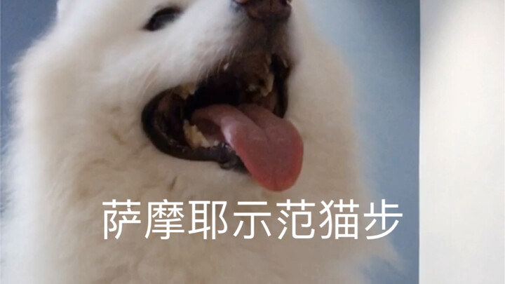 Samoyed memperagakan cara berjalan ala catwalk, sudah bisa belum?