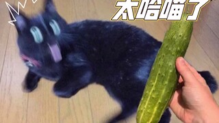 那一天 猫咪想起了被黄瓜支配的恐惧