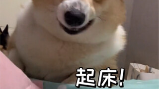 当狗子来叫你起床的时候的样子