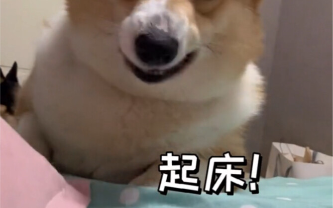 Diện mạo khi cún con đến đánh thức bạn dậy