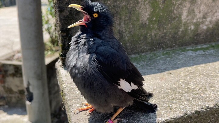 The mynah bird strikes up a hilarious, over-the-top conversation with the young man!