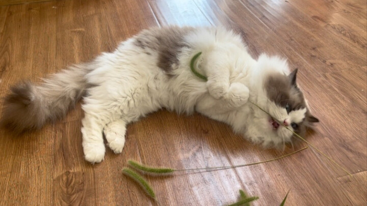 Right now! Immediately! Straight away! Head out to pick up sticks for your kitty!!