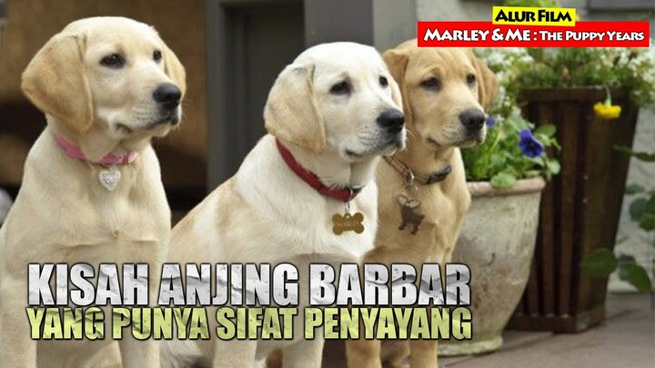 Kelakuan Bar-Bar Tapi Berhati Lembut | Alur Cerita Film MARLEY AND ME : The Puppy Years (2011)